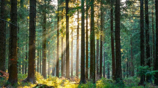 FSC® - Forest Stewardship Council®