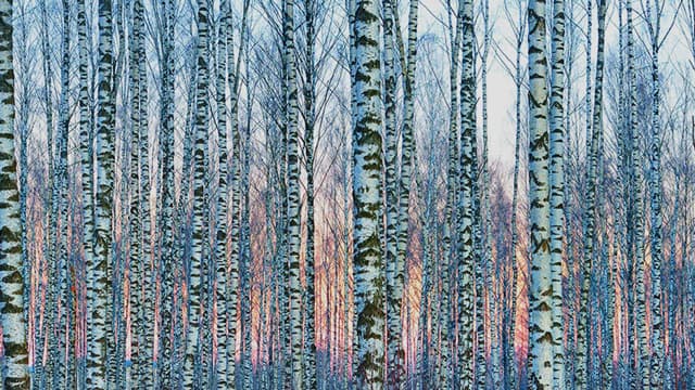 PEFC - Programme for Endorsement of Forest Certification